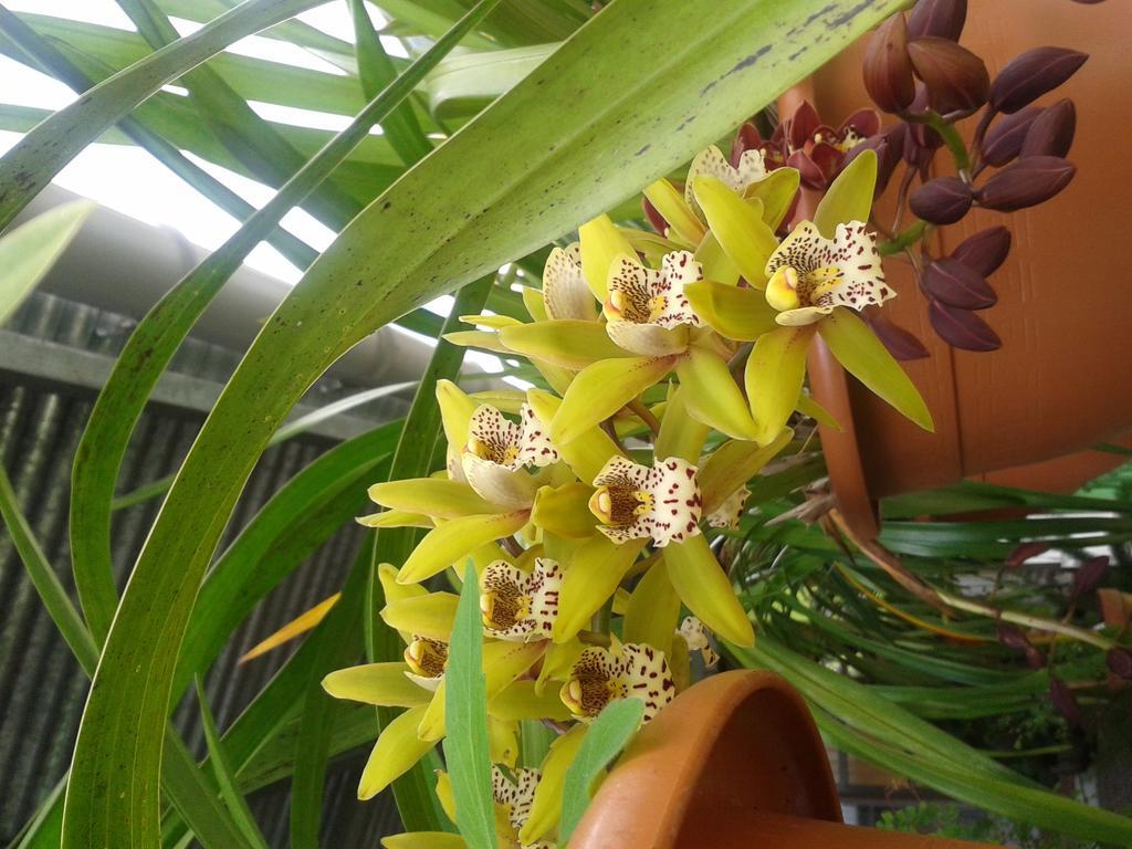 Chambres D'Hotes L'Orchidee Rose Salazie Exterior foto